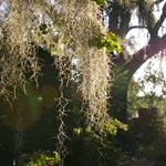 spanish moss reference image